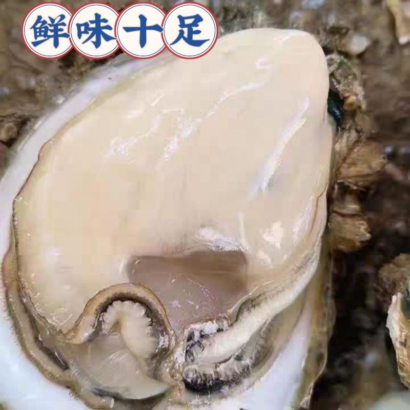 湛江特产生蚝官渡本地鲜活生蚝新鲜带壳海鲜批发贝类正宗现捞冰鲜