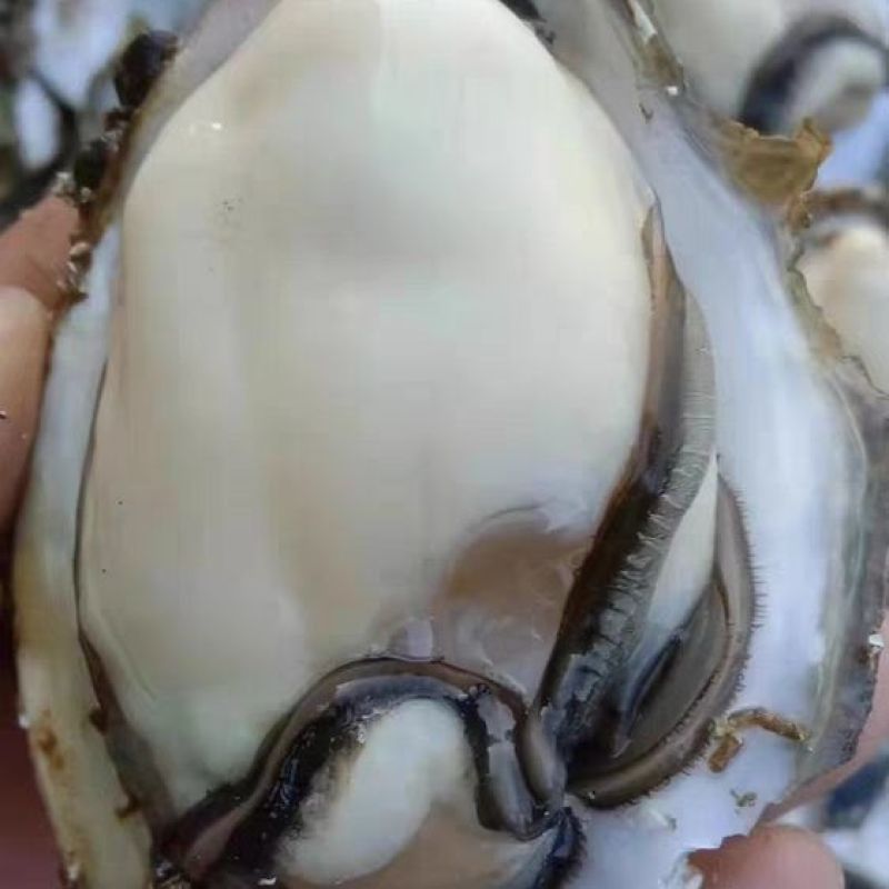 湛江特产生蚝官渡本地鲜活生蚝新鲜带壳海鲜批发贝类正宗现捞冰鲜