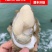 湛江特产生蚝官渡本地鲜活生蚝新鲜带壳海鲜批发贝类正宗现捞冰鲜