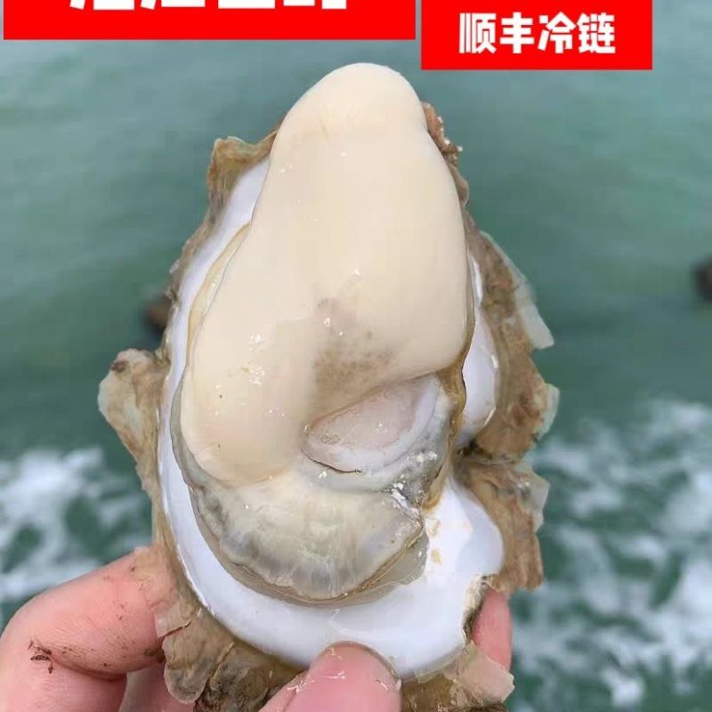 湛江特产生蚝官渡本地鲜活生蚝新鲜带壳海鲜批发贝类正宗现捞冰鲜
