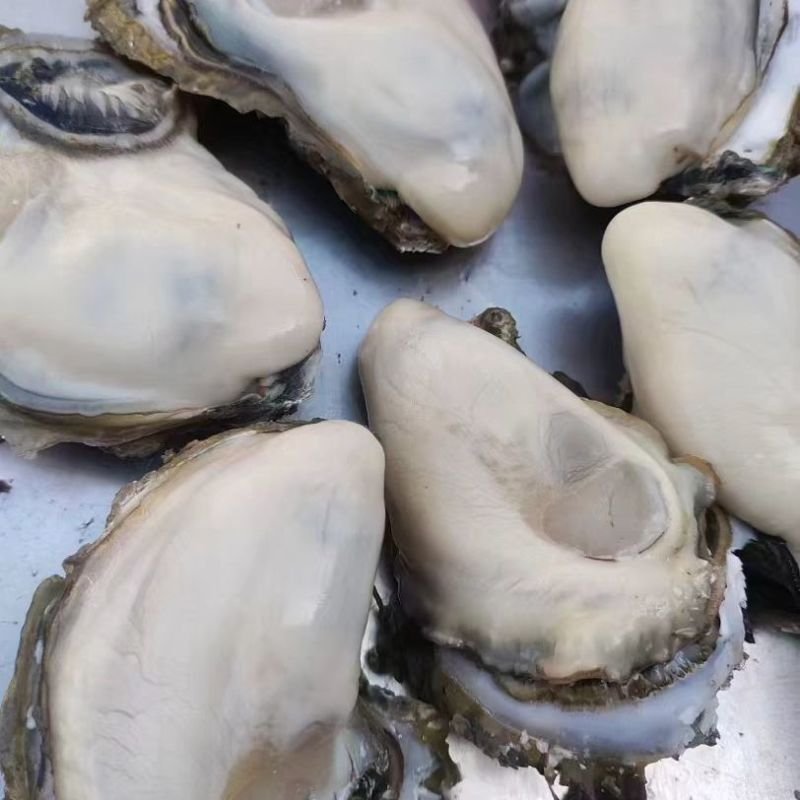 湛江特产生蚝官渡本地鲜活生蚝新鲜带壳海鲜批发贝类正宗现捞冰鲜