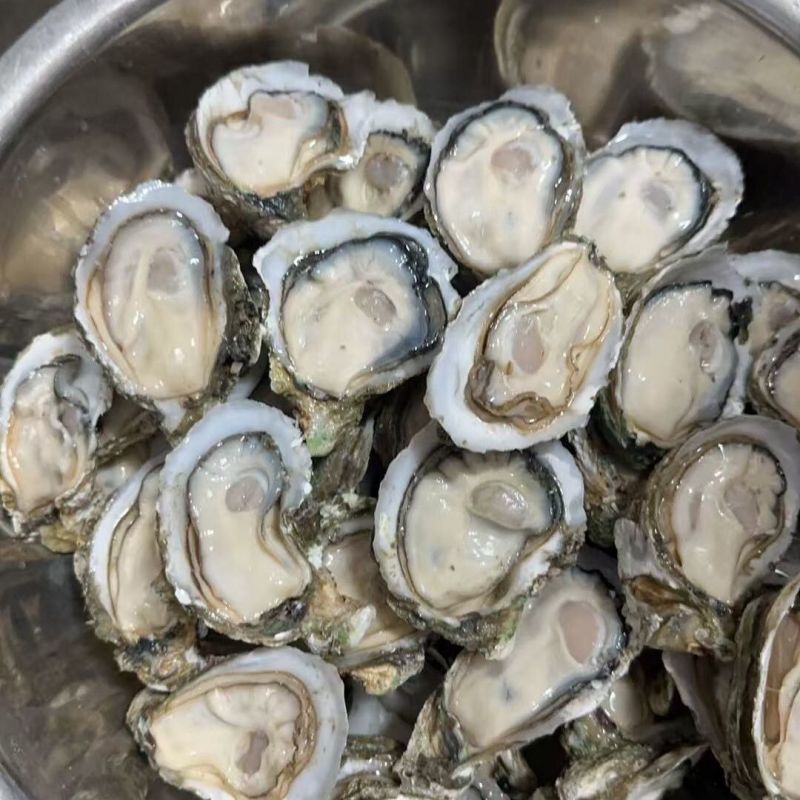 湛江特产生蚝官渡本地鲜活生蚝新鲜带壳海鲜批发贝类正宗现捞冰鲜