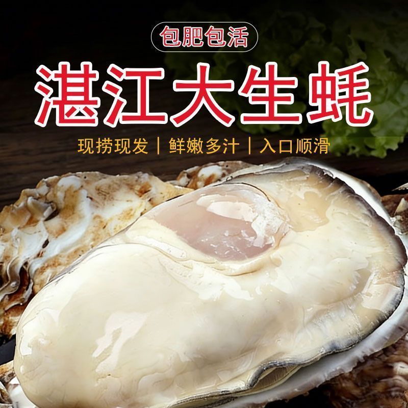 湛江特产生蚝官渡本地鲜活生蚝新鲜带壳海鲜批发贝类正宗现捞冰鲜