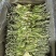 霸王花