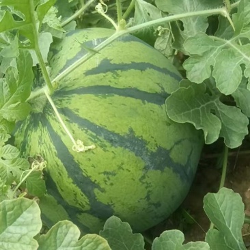 红心K3
