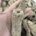 优质乌天麻小乌麻湖北产地供应价格优惠诚信经营