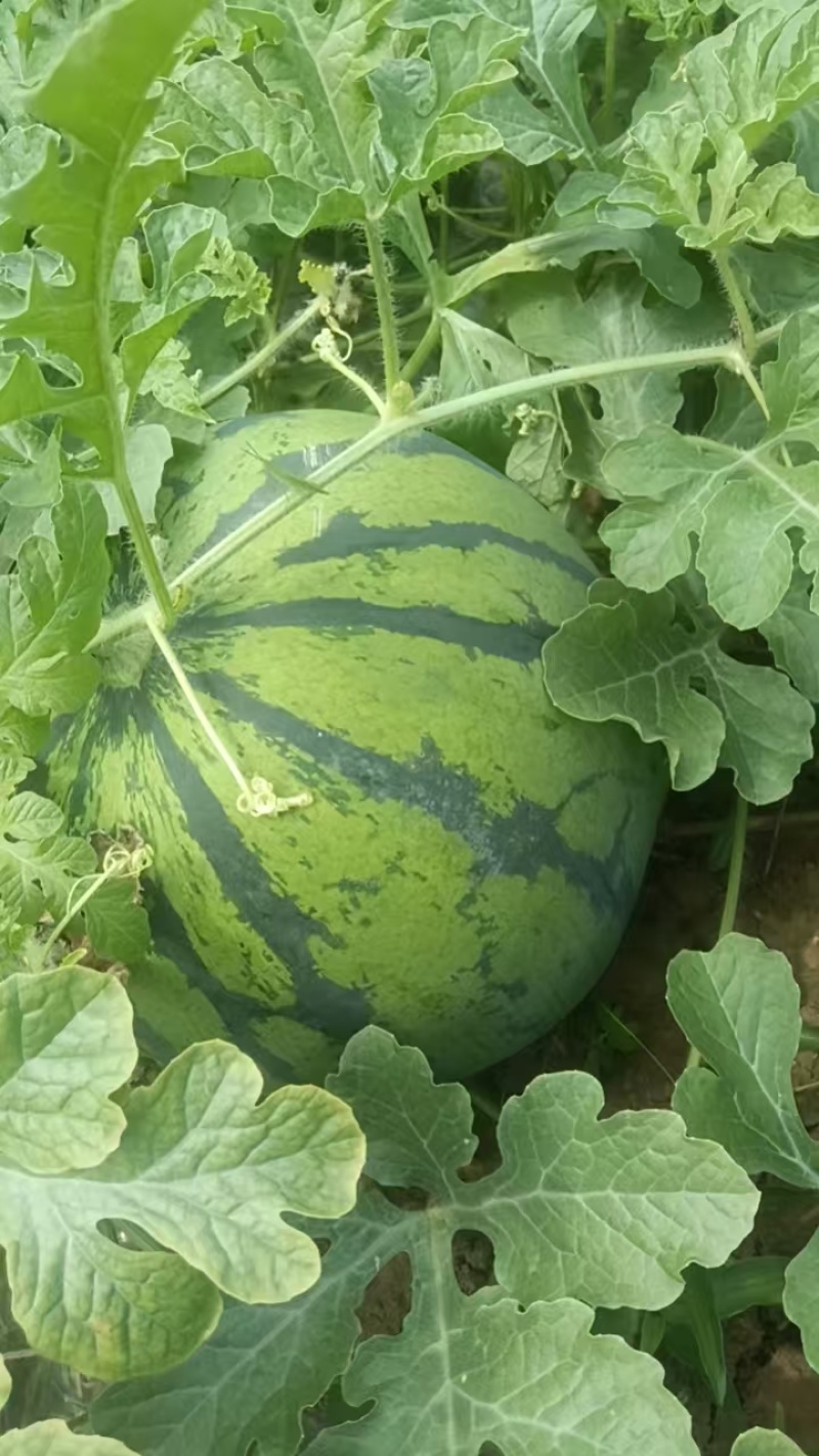 红心K3