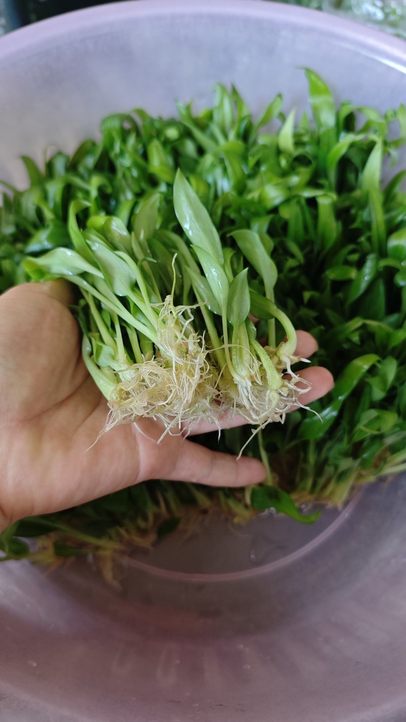 沙姜脱毒种苗，抗病能力强生长快产量高移栽成活率高，