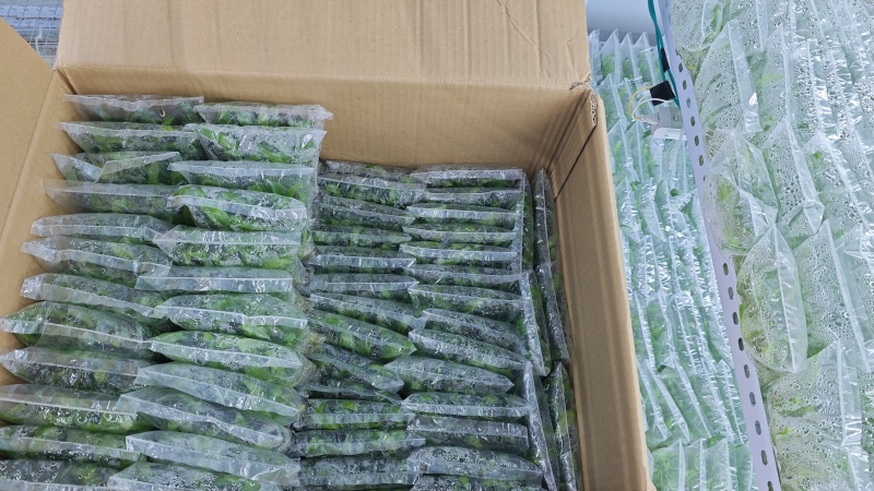 沙姜脱毒种苗，抗病能力强生长快产量高移栽成活率高，