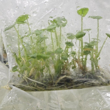 槟榔香芋脱毒组培种苗0.4一棵