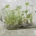 槟榔香芋脱毒组培种苗0.4一棵