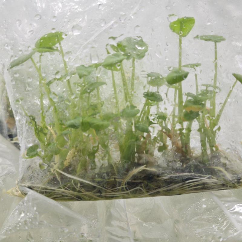 槟榔香芋脱毒组培种苗0.4一棵