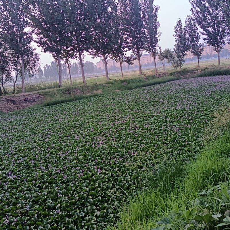 水鲜花