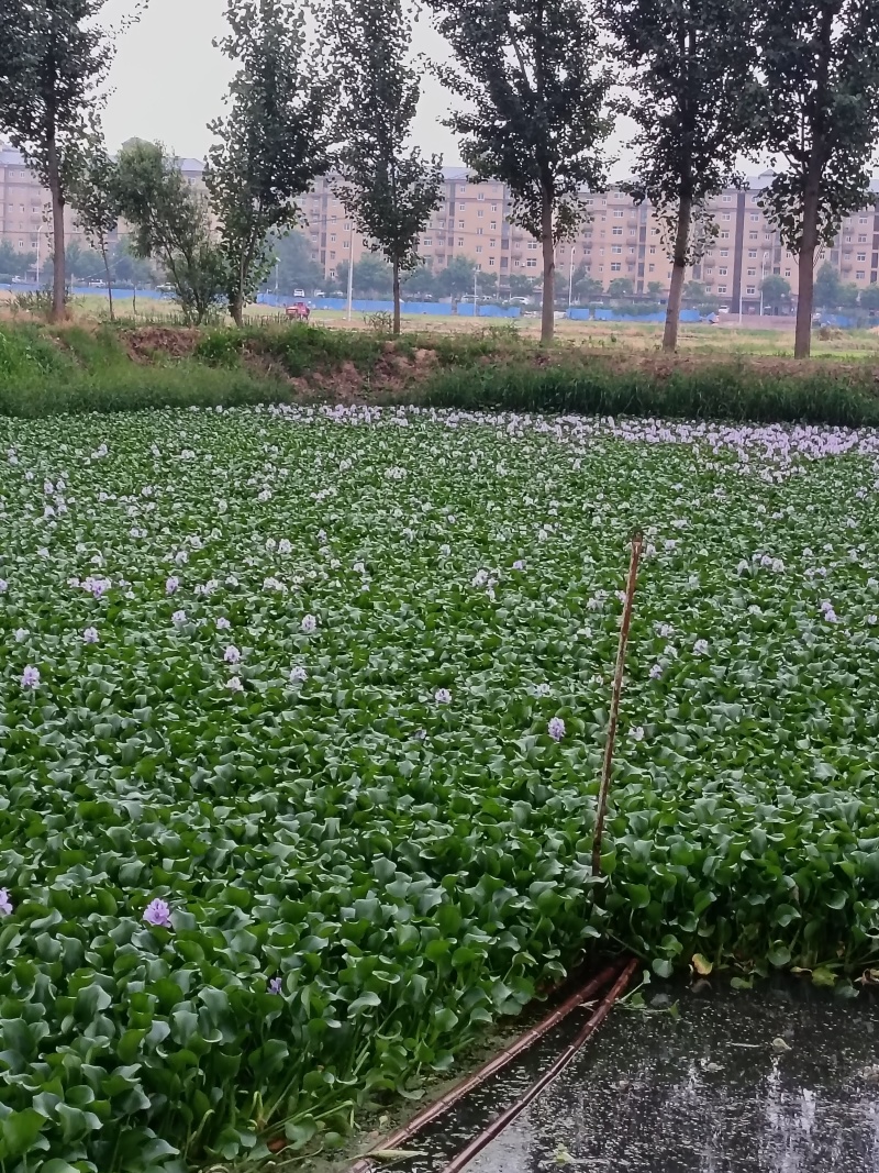 水鲜花