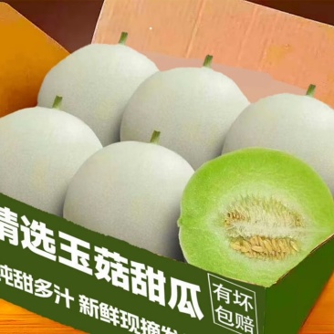山东玉菇甜瓜头茬精品瓜