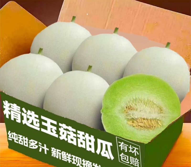 山东玉菇甜瓜头茬精品瓜