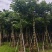 秋枫15-18分大量销售