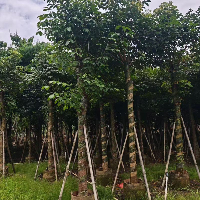 秋枫15-18分大量销售