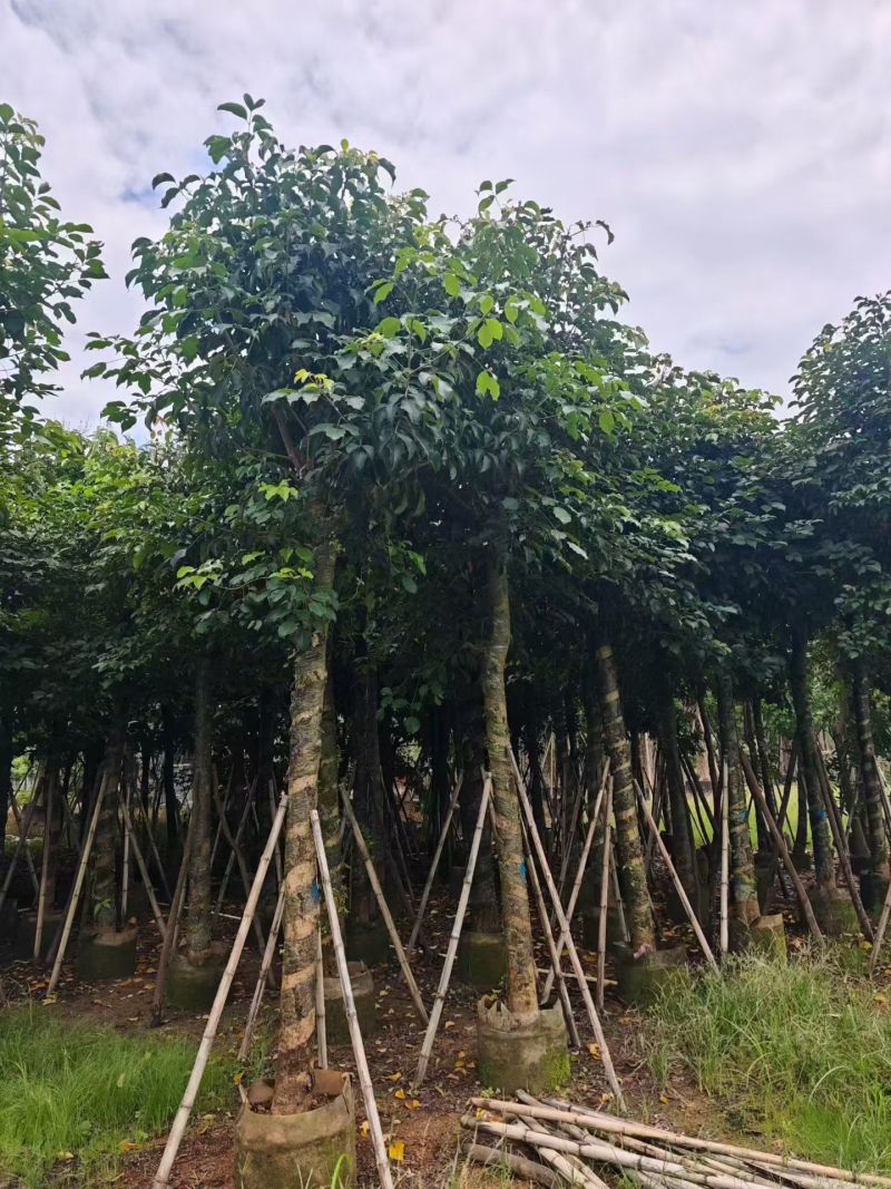 秋枫15-18分大量销售