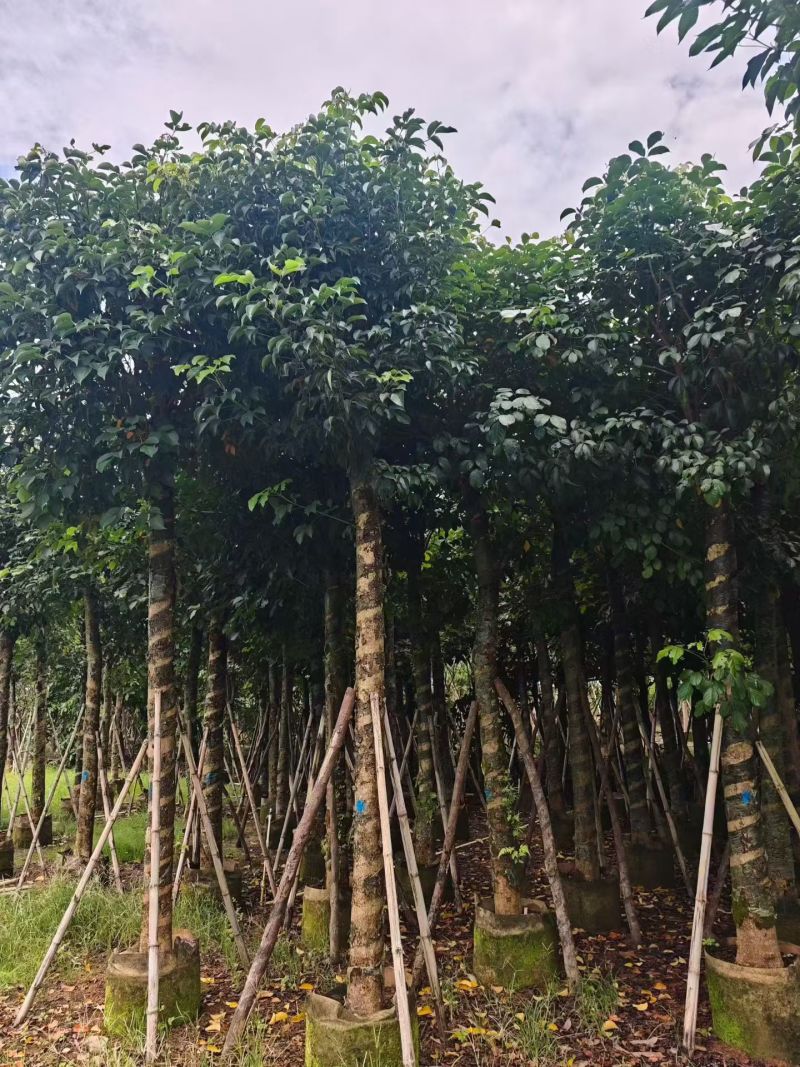 秋枫15-18分大量销售