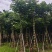 秋枫15-18分大量销售