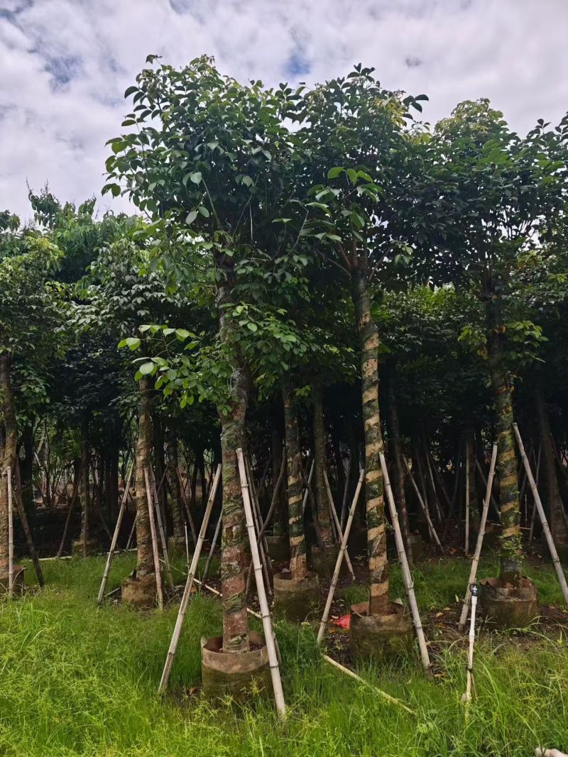 秋枫15-18分大量销售