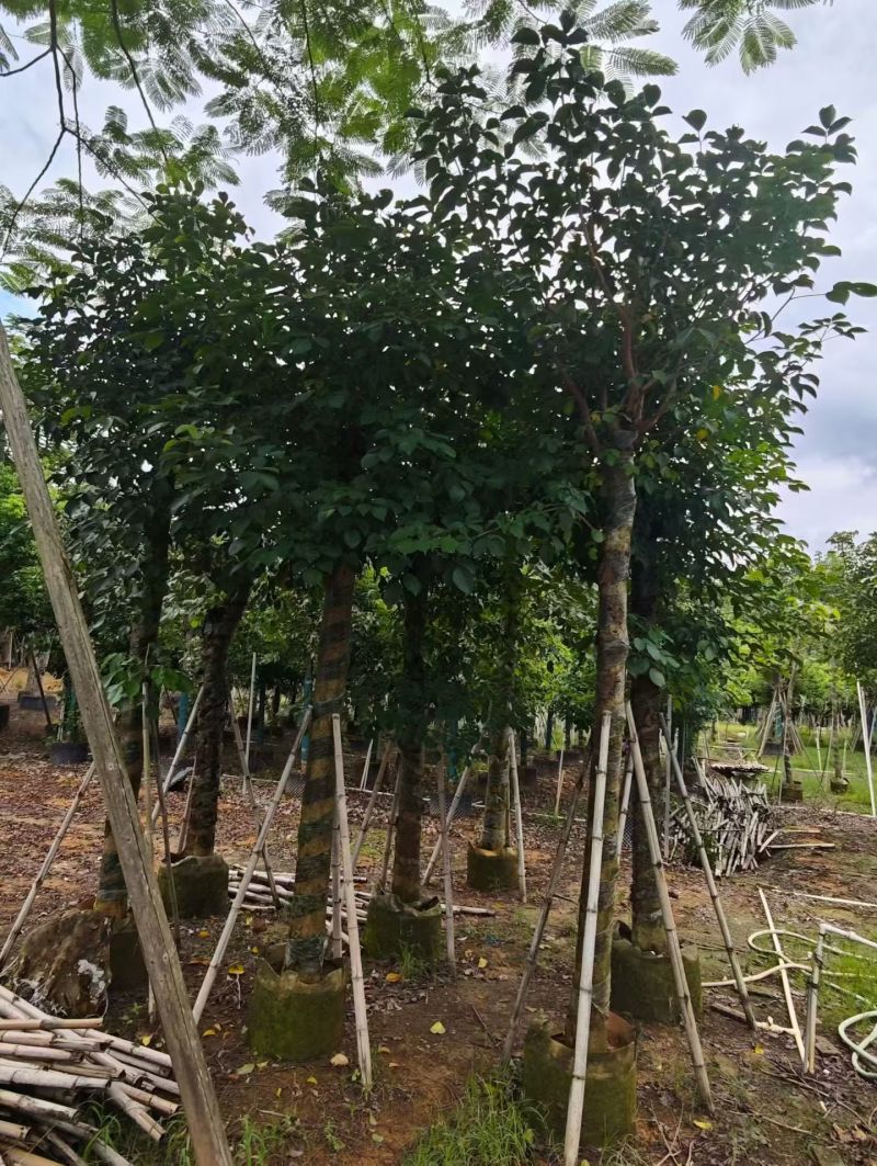 秋枫15-18分大量销售
