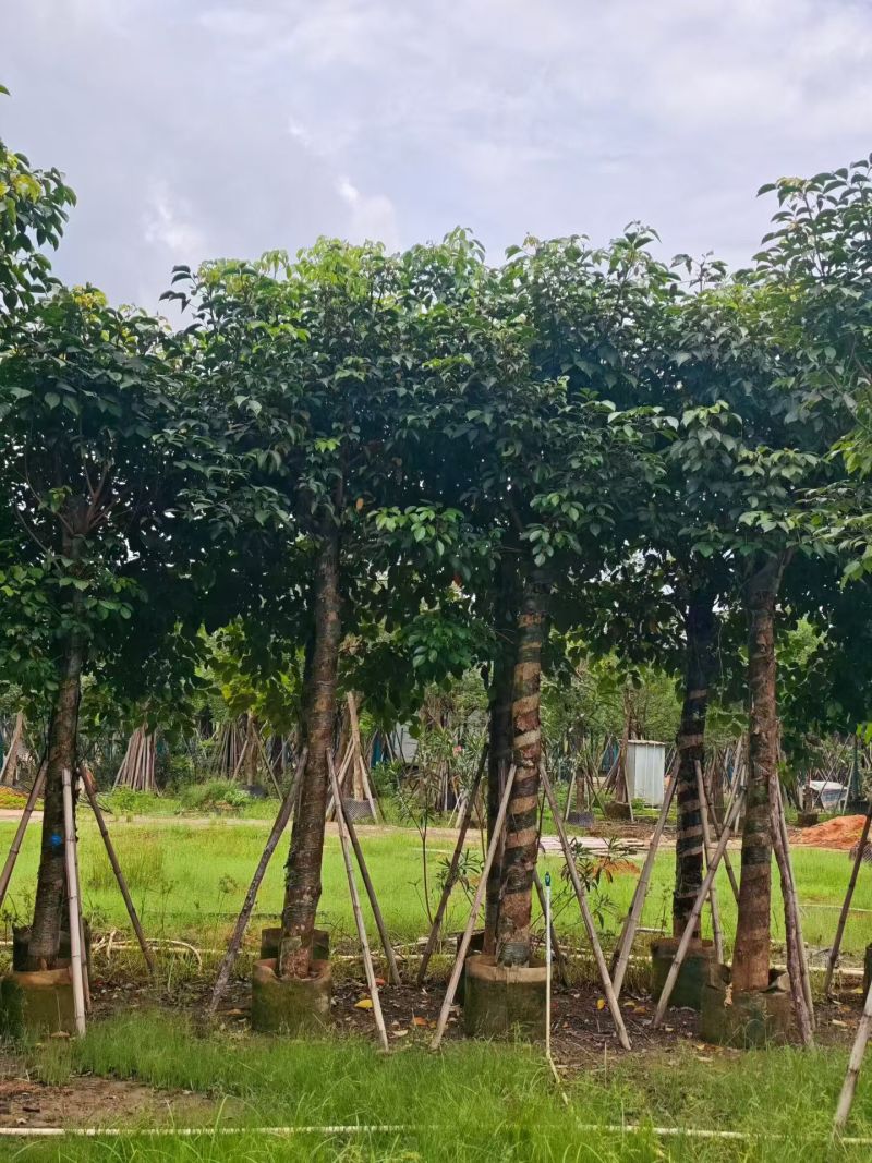 秋枫15-18分大量销售