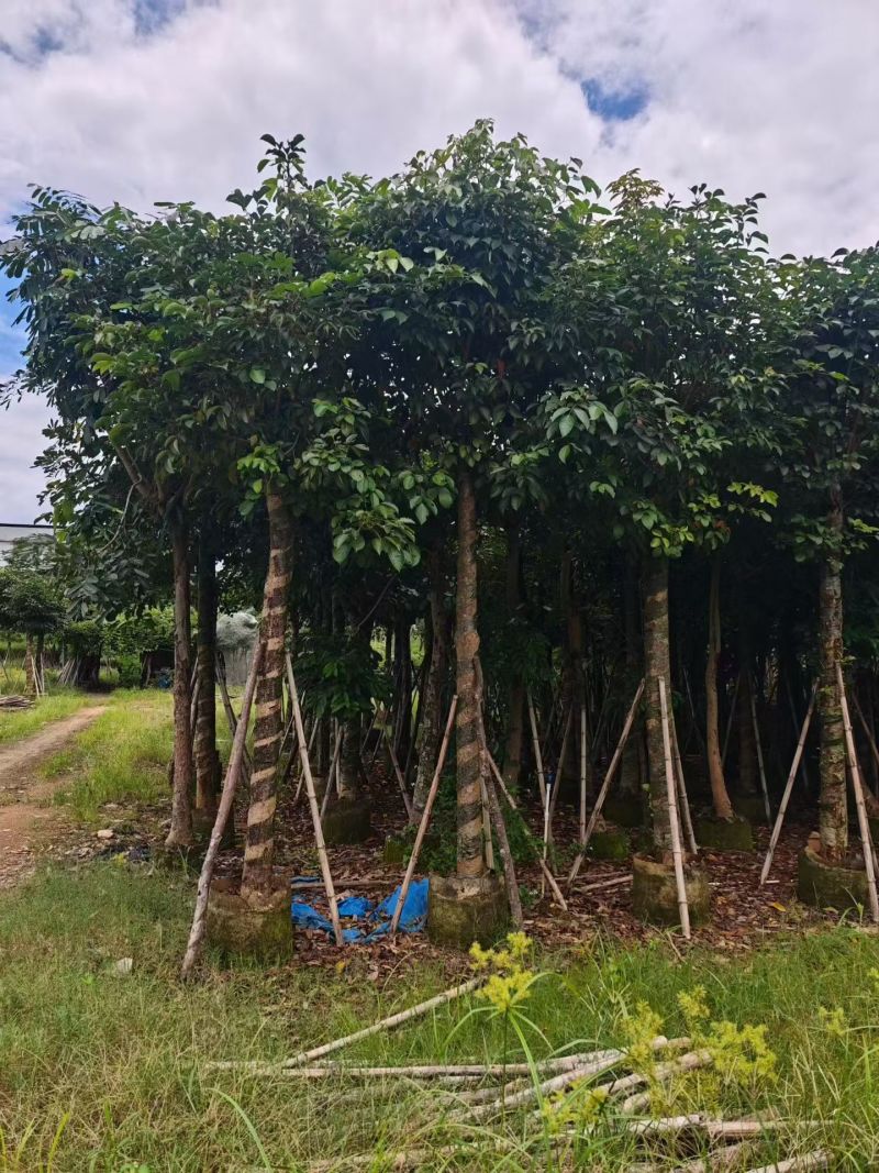 秋枫15-18分大量销售