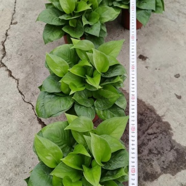 绿箩植株根系饱满，健壮适应能力强，耐阴避光