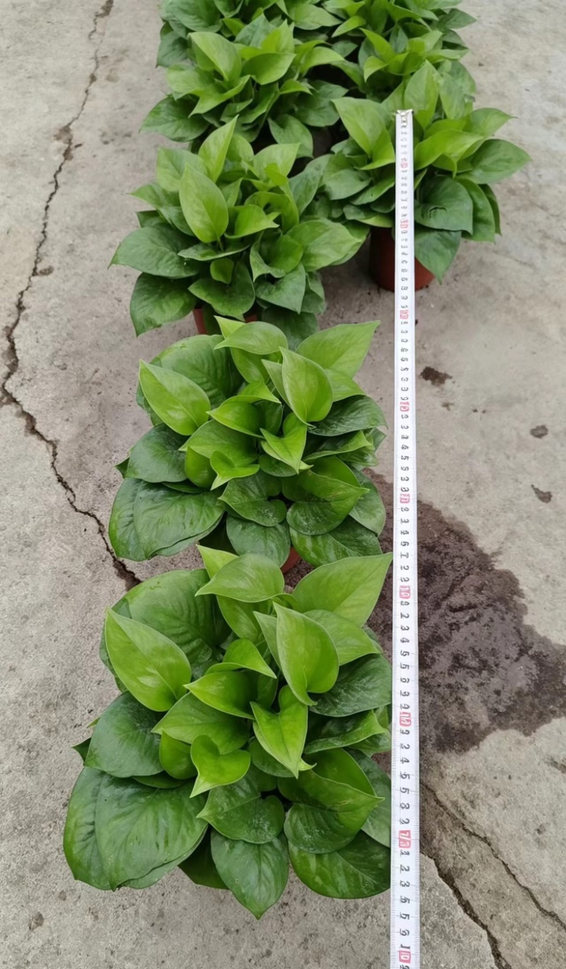 绿箩植株根系饱满，健壮适应能力强，耐阴避光