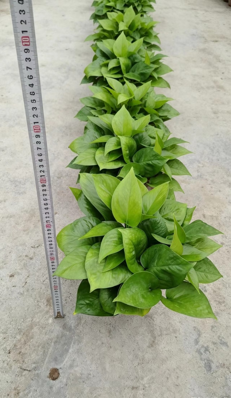 绿箩植株根系饱满，健壮适应能力强，耐阴避光