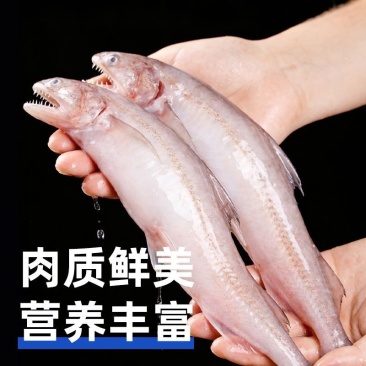 东海特产龙头鱼新鲜豆腐鱼海鲜活冷冻九肚鱼生鲜批发冰鲜海鱼