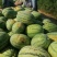 山西忻州西瓜