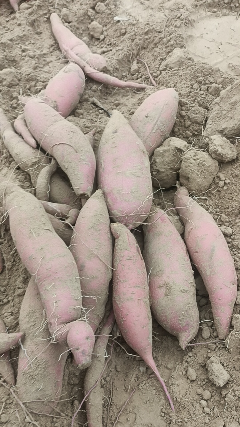 我们这里都是沙土地，红薯，33烟薯哈密板栗西瓜红龙九上市