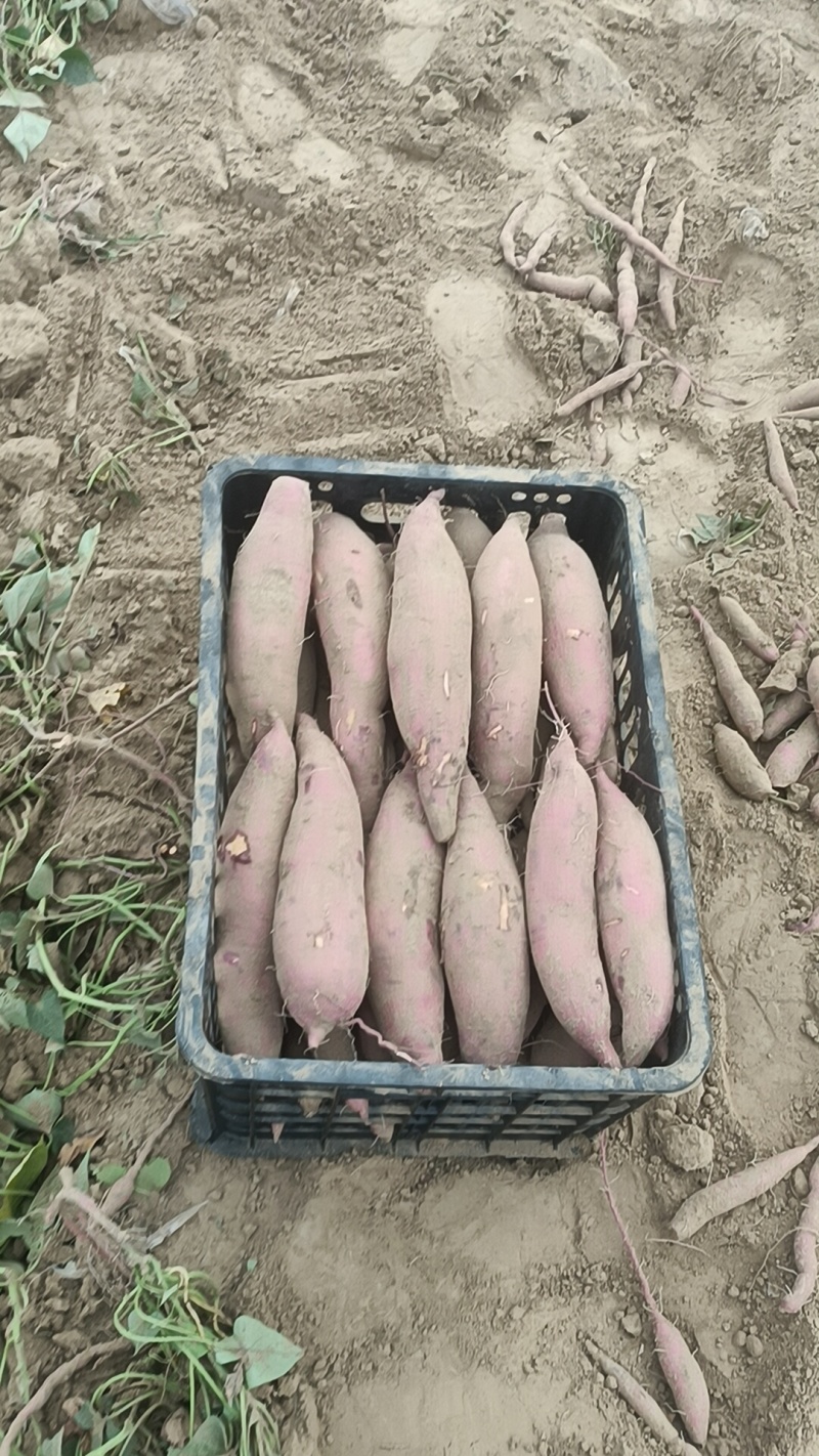 我们这里都是沙土地，红薯，33烟薯哈密板栗西瓜红龙九上市
