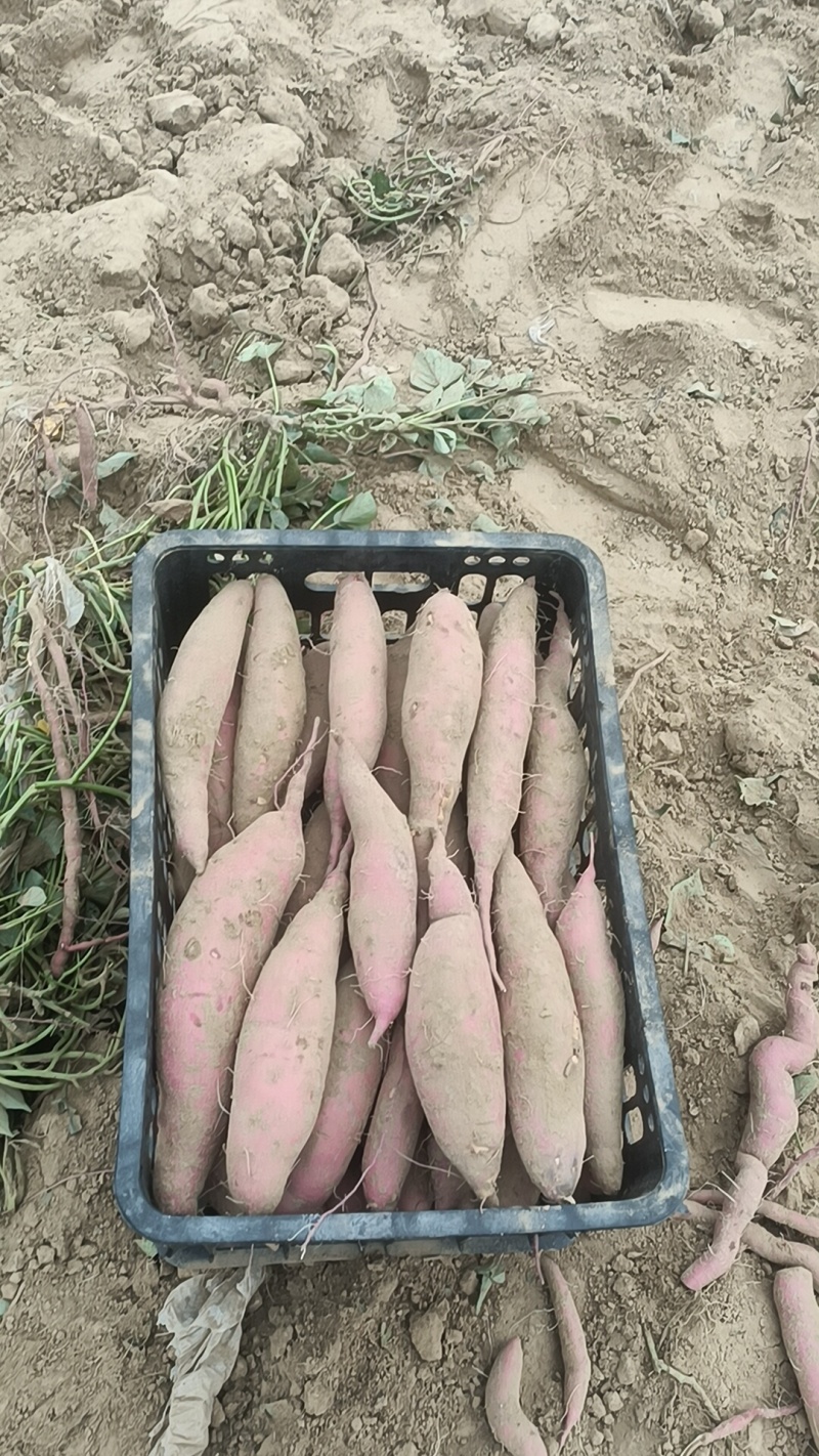 我们这里都是沙土地，红薯，33烟薯哈密板栗西瓜红龙九上市