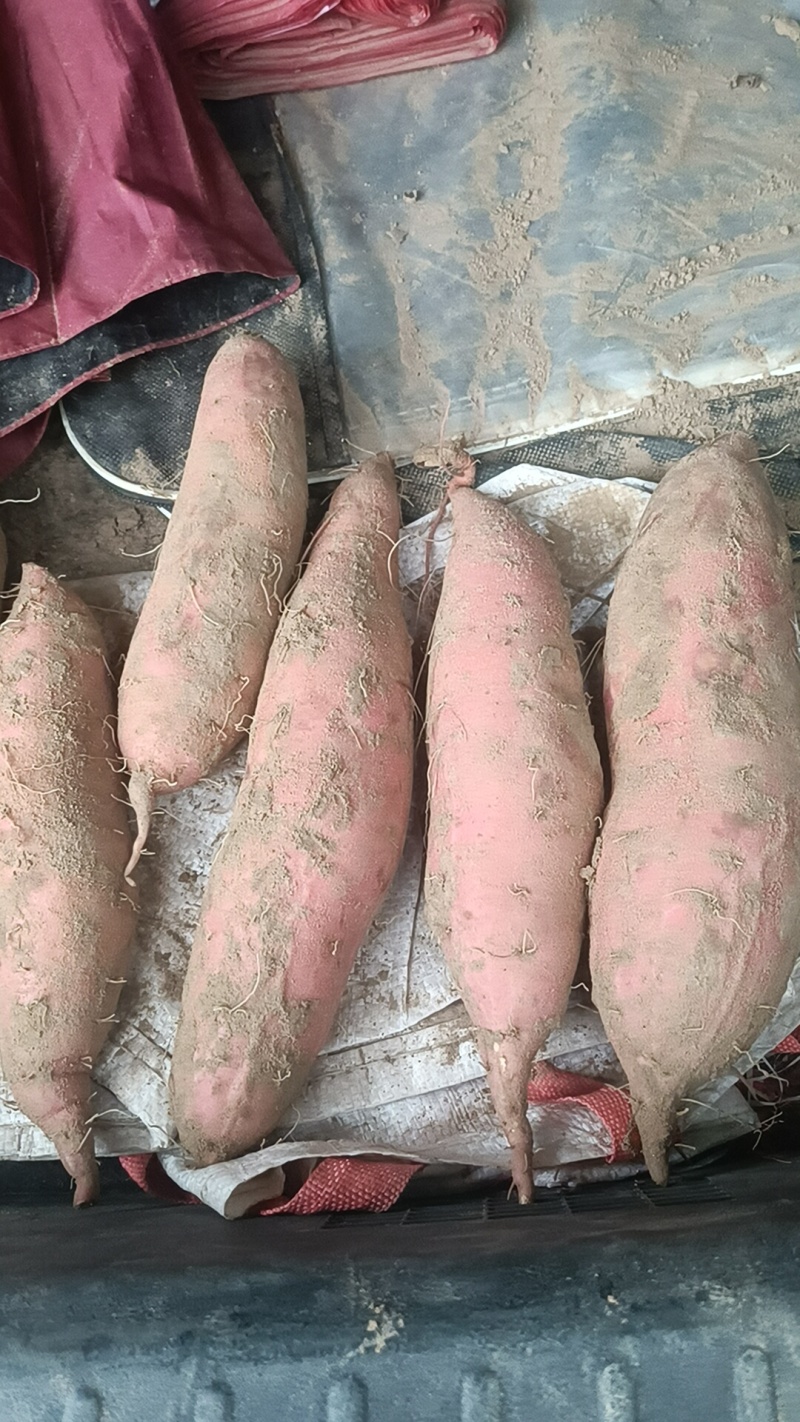 我们这里都是沙土地，红薯，33烟薯哈密板栗西瓜红龙九上市