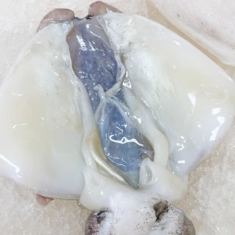 墨鱼东海新鲜墨鱼鲜活乌贼特大目鱼墨鱼新鲜海捕野生批发火锅批发