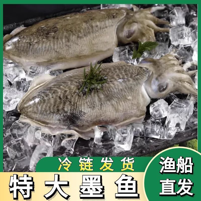 墨鱼东海新鲜墨鱼鲜活乌贼特大目鱼墨鱼新鲜海捕野生批发火锅批发