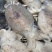 墨鱼东海新鲜墨鱼鲜活乌贼特大目鱼墨鱼新鲜海捕野生批发火锅批发