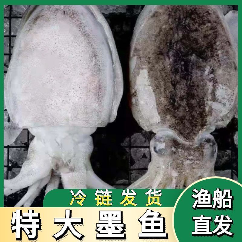 墨鱼东海新鲜墨鱼鲜活乌贼特大目鱼墨鱼新鲜海捕野生批发火锅批发