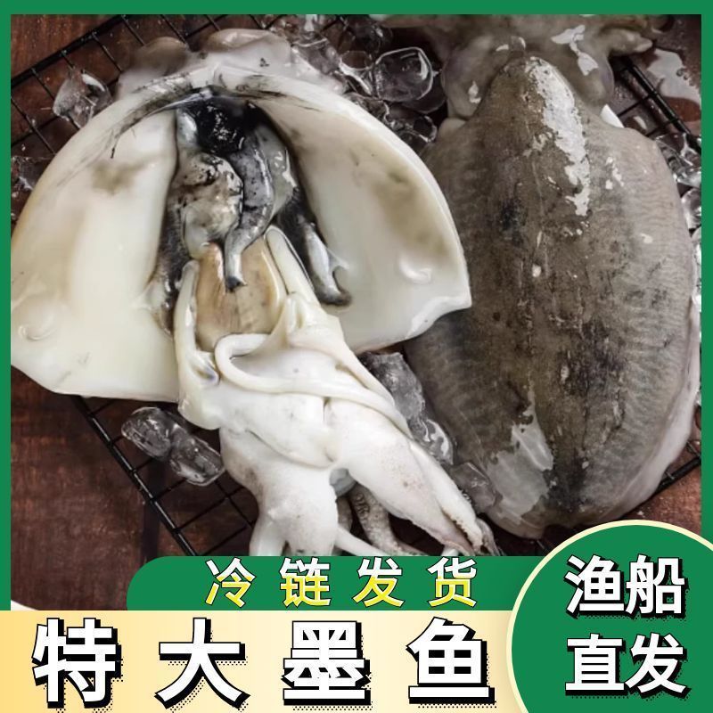 墨鱼东海新鲜墨鱼鲜活乌贼特大目鱼墨鱼新鲜海捕野生批发火锅批发