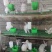 肉兔大量出货