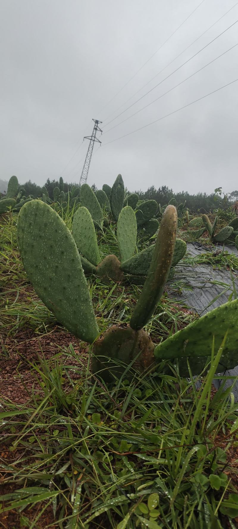 仙人掌种苗