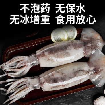 鱿鱼新鲜国产大鱿鱼无冰野生海捕大鱿鱼整只烧烤批发海兔冰鲜发货