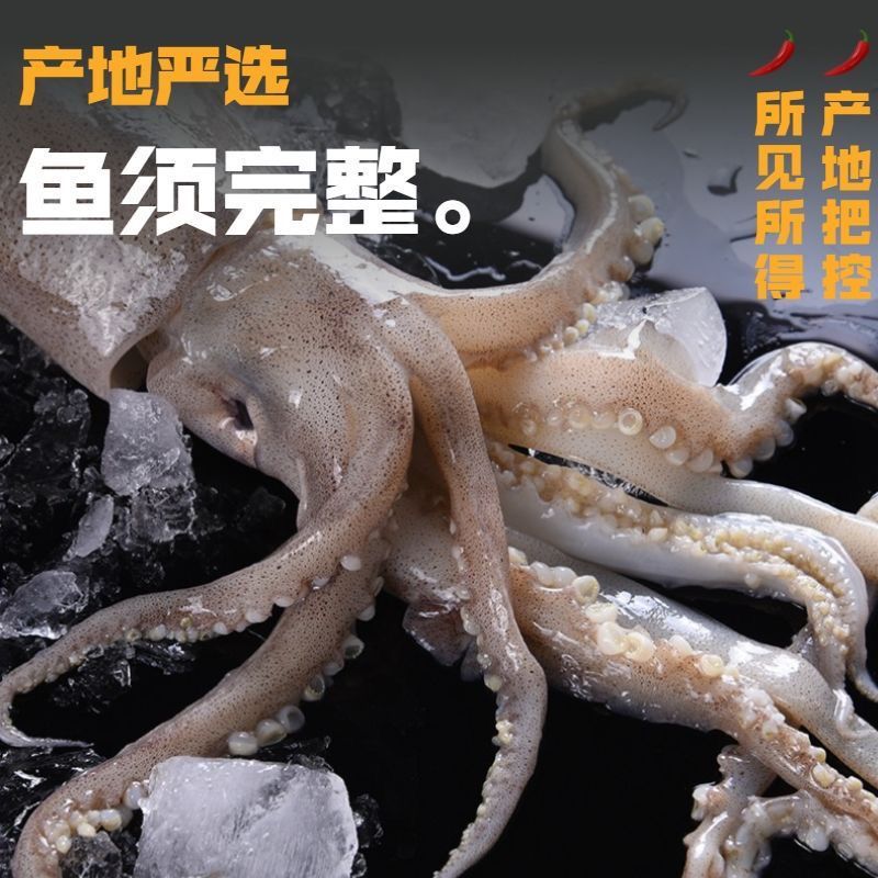 鱿鱼新鲜国产大鱿鱼无冰野生海捕大鱿鱼整只烧烤批发海兔冰鲜发货