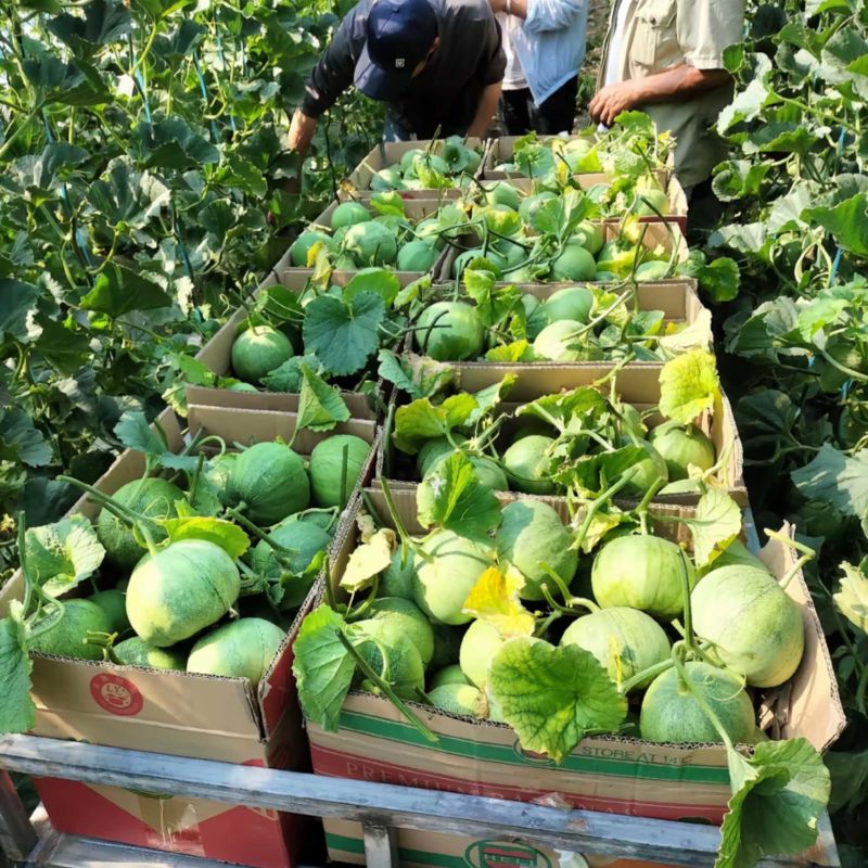 绿宝甜瓜头茬250g到500g
