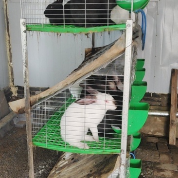 肉兔