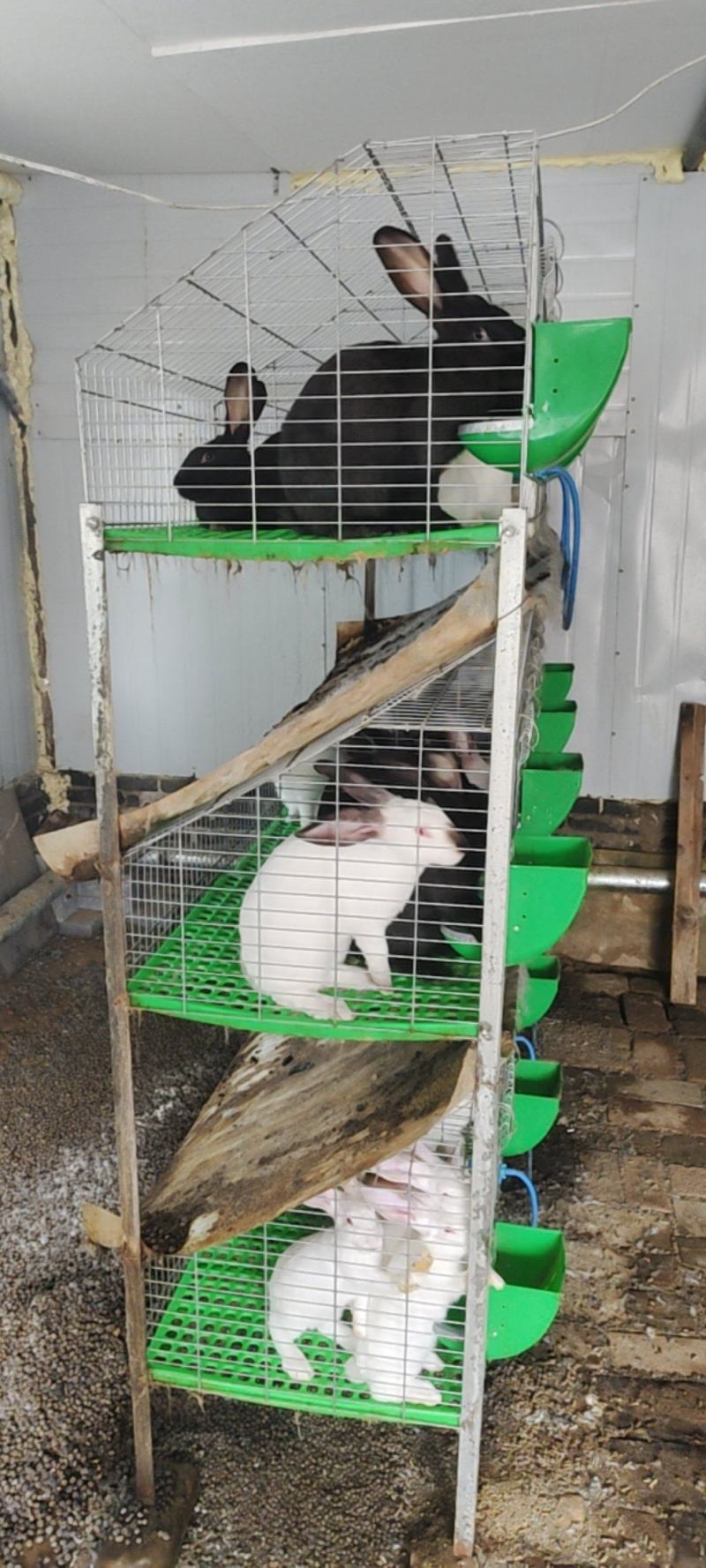 肉兔